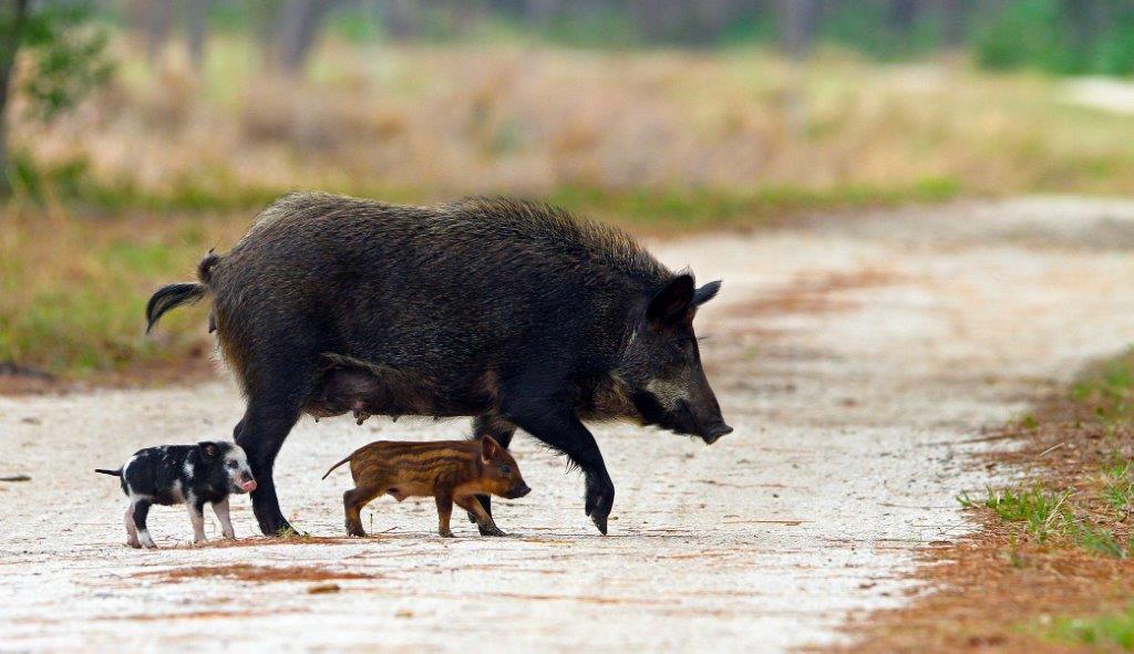Wild Pigs Could Trigger Decimation Of US Pork Industry AgWeb